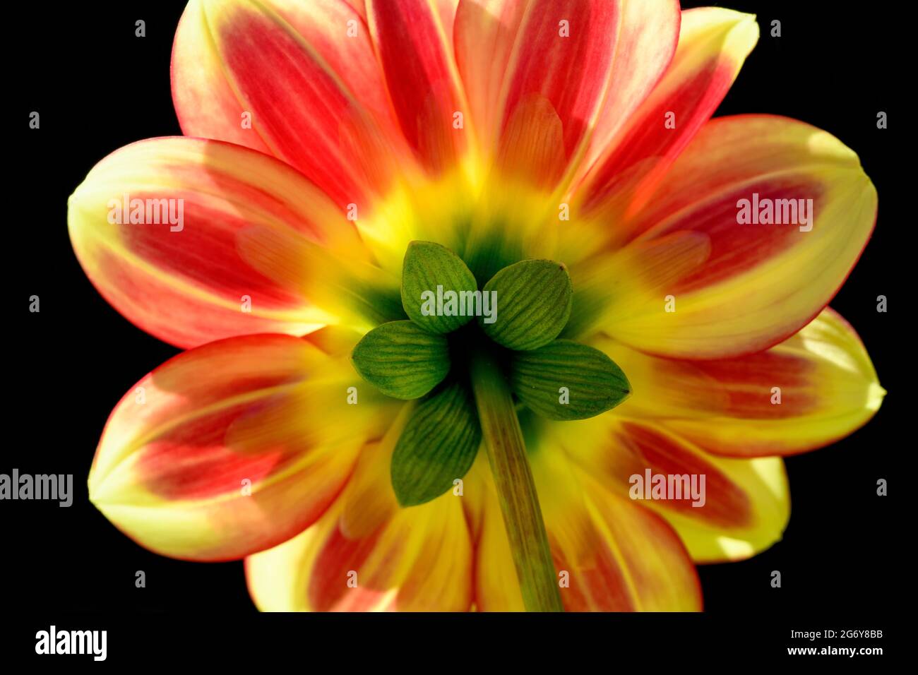View of the underside of a beautiful yellow and red Dahlia flower Stock Photo