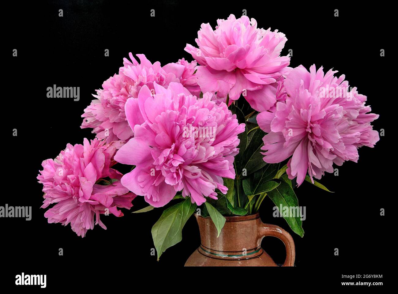 Bouquet of pink peonies  with green leaves close up on black  background isolated. Natural floral design, beauty of gentle flowers Stock Photo