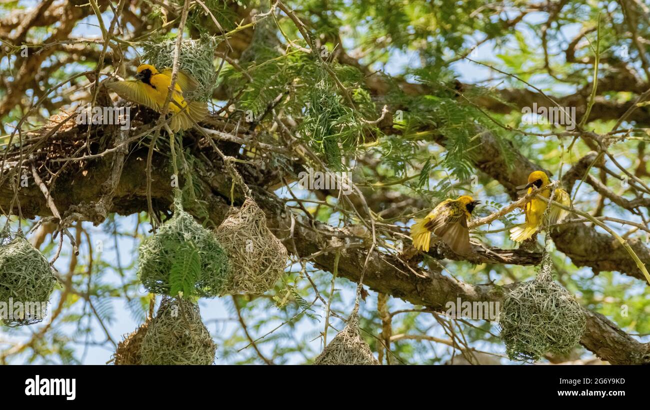 A masked weaver's nest Stock Photo