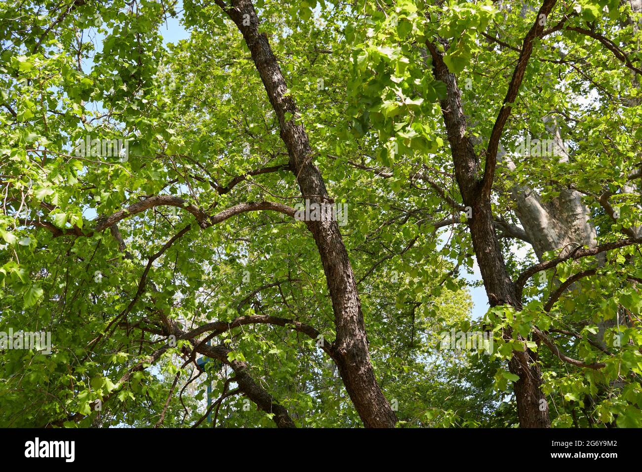 Corylus colurna  branch and trunk close up Stock Photo