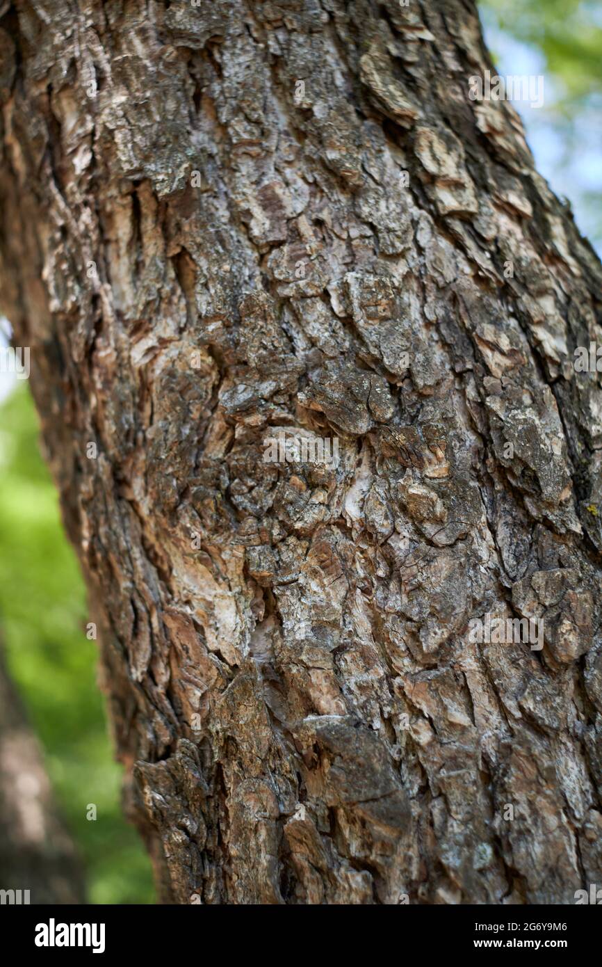 Corylus colurna  branch and trunk close up Stock Photo