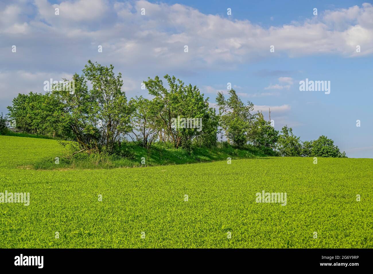 Hecke, Feld, Erzgebirge, Sachsen, Deutschland Stock Photo - Alamy