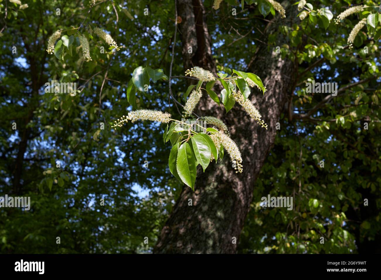 Prunus serotina tree in bloom Stock Photo