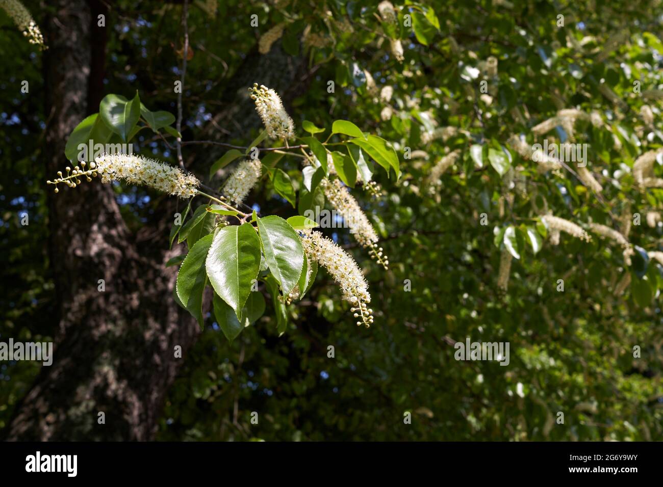 Prunus serotina tree in bloom Stock Photo