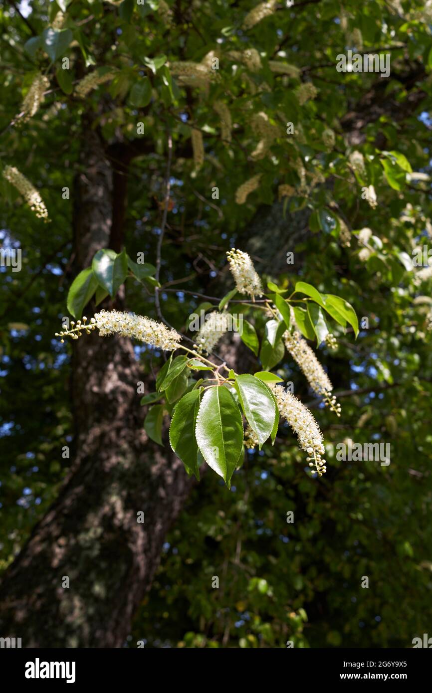 Prunus serotina tree in bloom Stock Photo