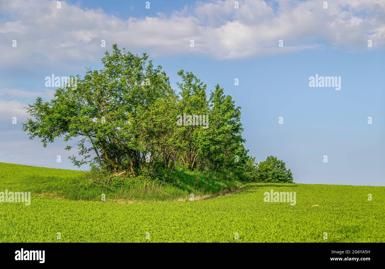 Hecke, Feld, Erzgebirge, Sachsen, Deutschland Stock Photo - Alamy