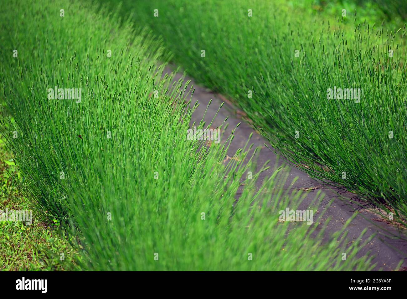 Green lavender bushes closeup on summer. Soft focus Stock Photo