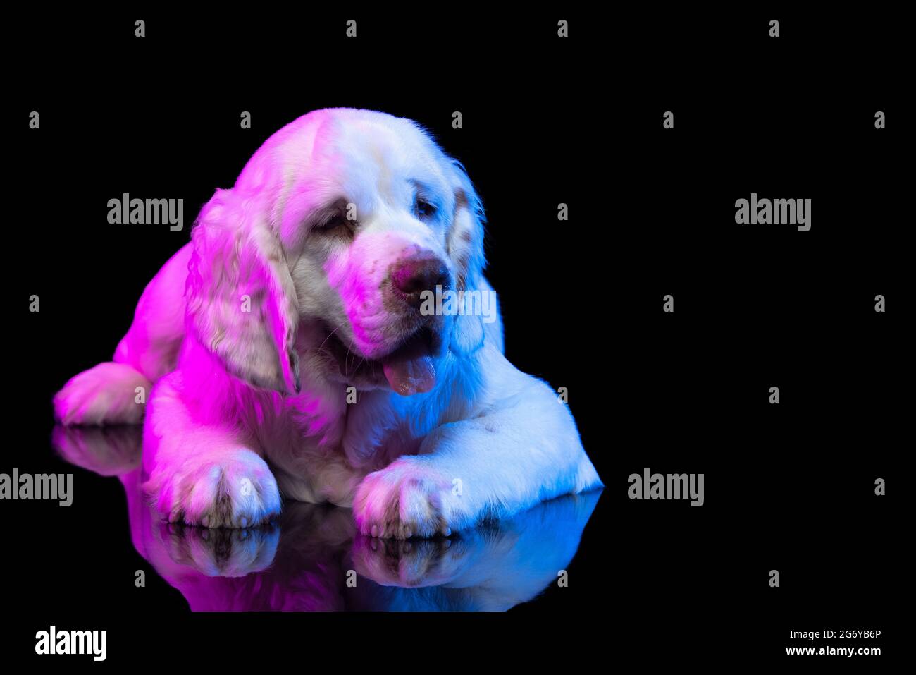 Side view. Portrait of calm big dog white Clumber looking away isolated over dark studio background in neon pink light filter Stock Photo