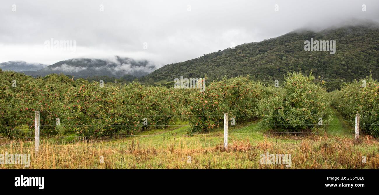 Apple plantation in the rural area during the daytime Stock Photo
