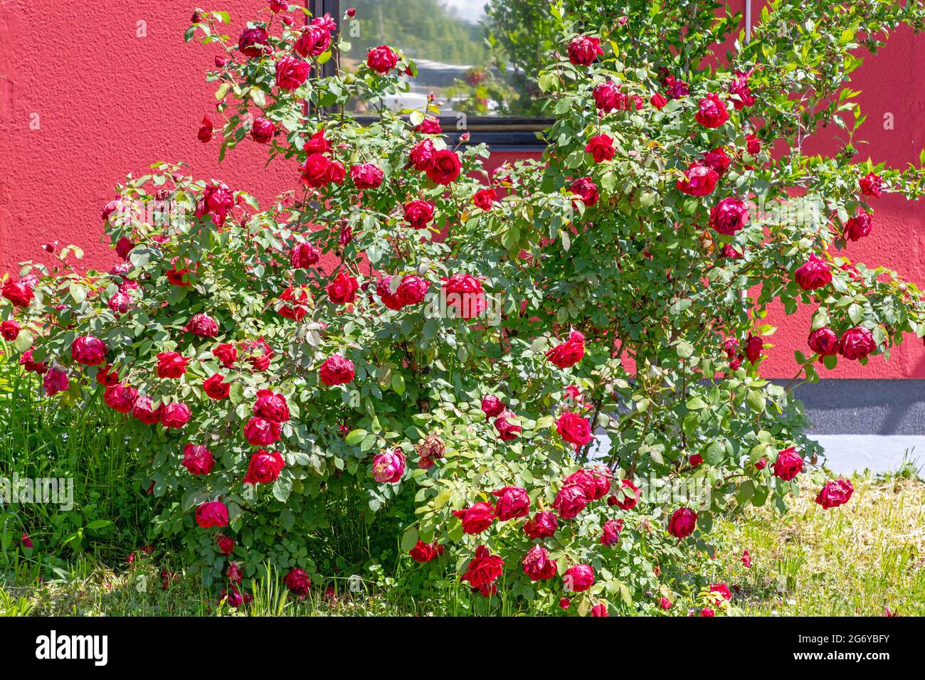 Bush big red roses on hi-res stock photography and images - Alamy