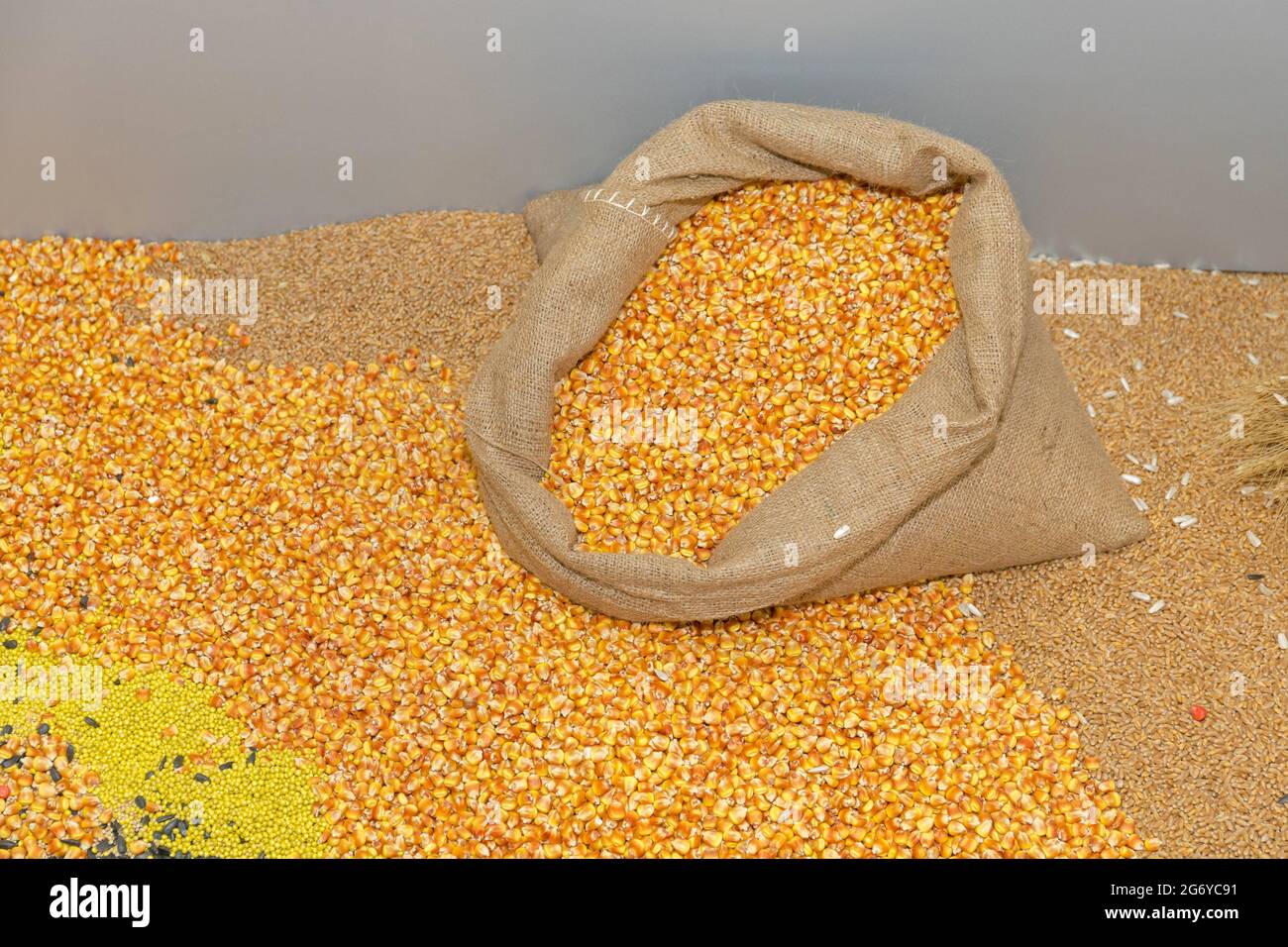 Yellow Corn Maize Grains Harvest in Sack Stock Photo Alamy