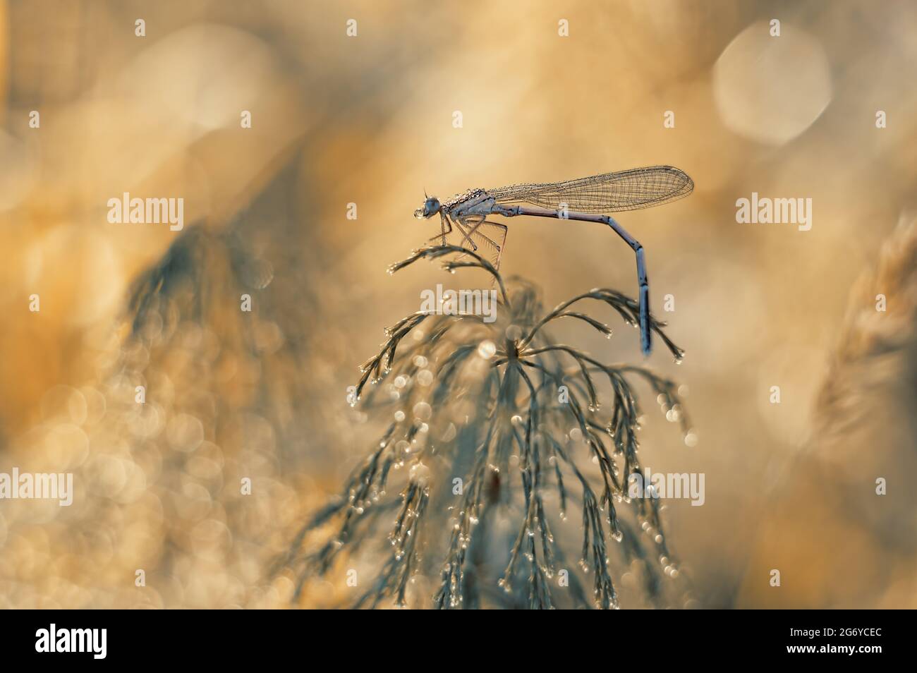 Macro dragonfly ( Coenagrion puella ) in dew drops, on a blurry light ...