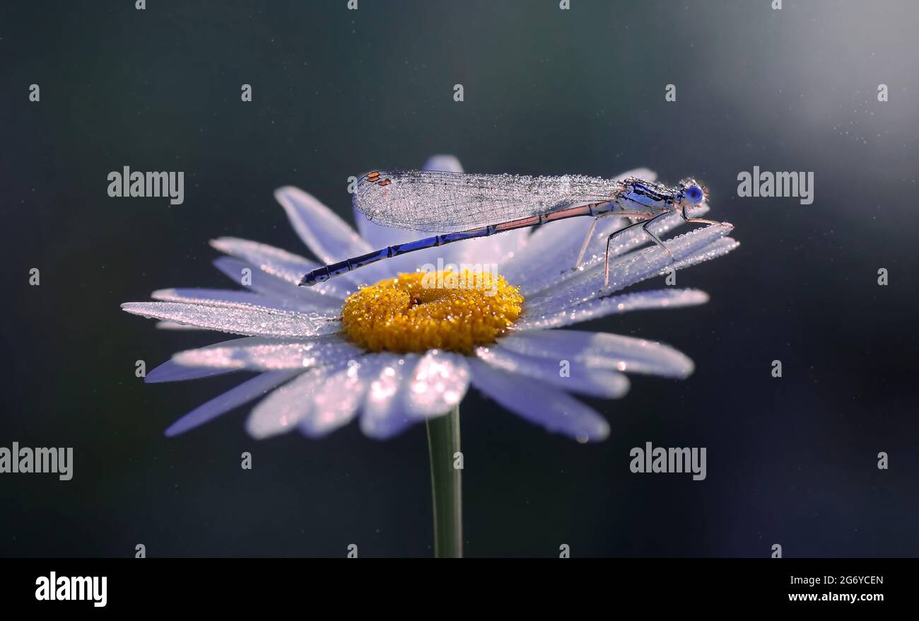 Macro dragonfly ( Coenagrion puella ) in dew drops, on a daisy flower ...