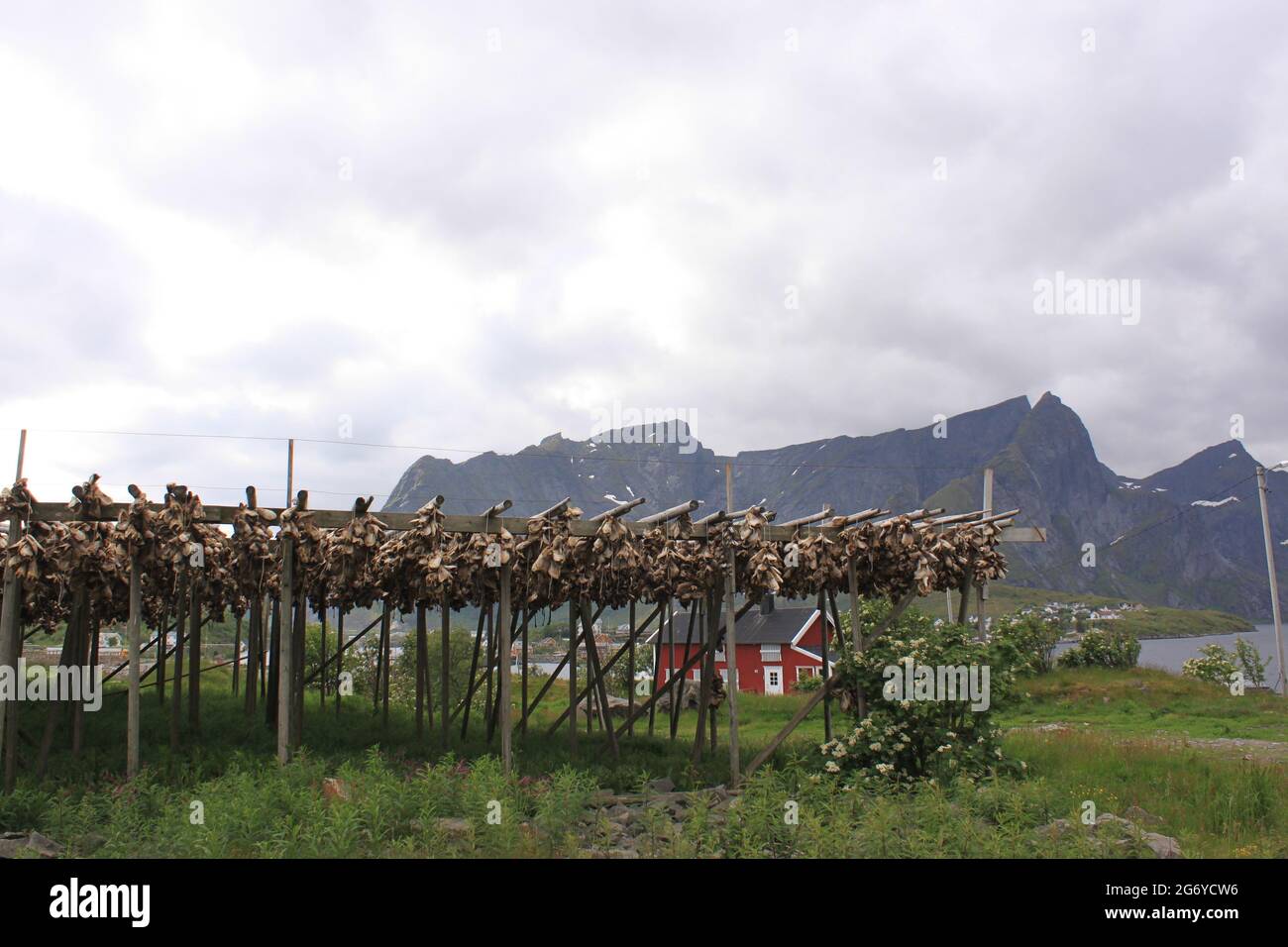 dried and salted cod in the background of the mountains - Reine ...