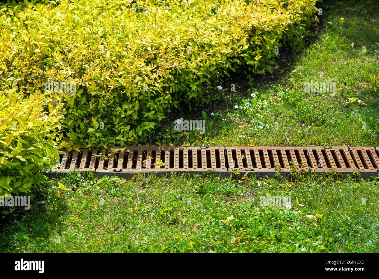 grate drainage system on the lawn with green grass and bushes in the backyard garden, rainwater drainage system in the park among plants lit by sunlig Stock Photo