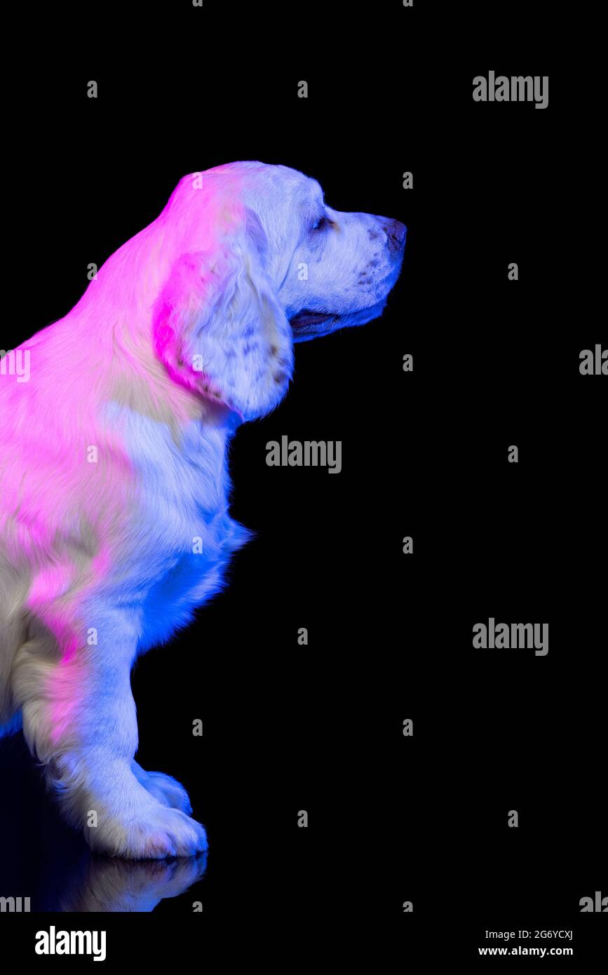 Why Does My White Dog Look Pink