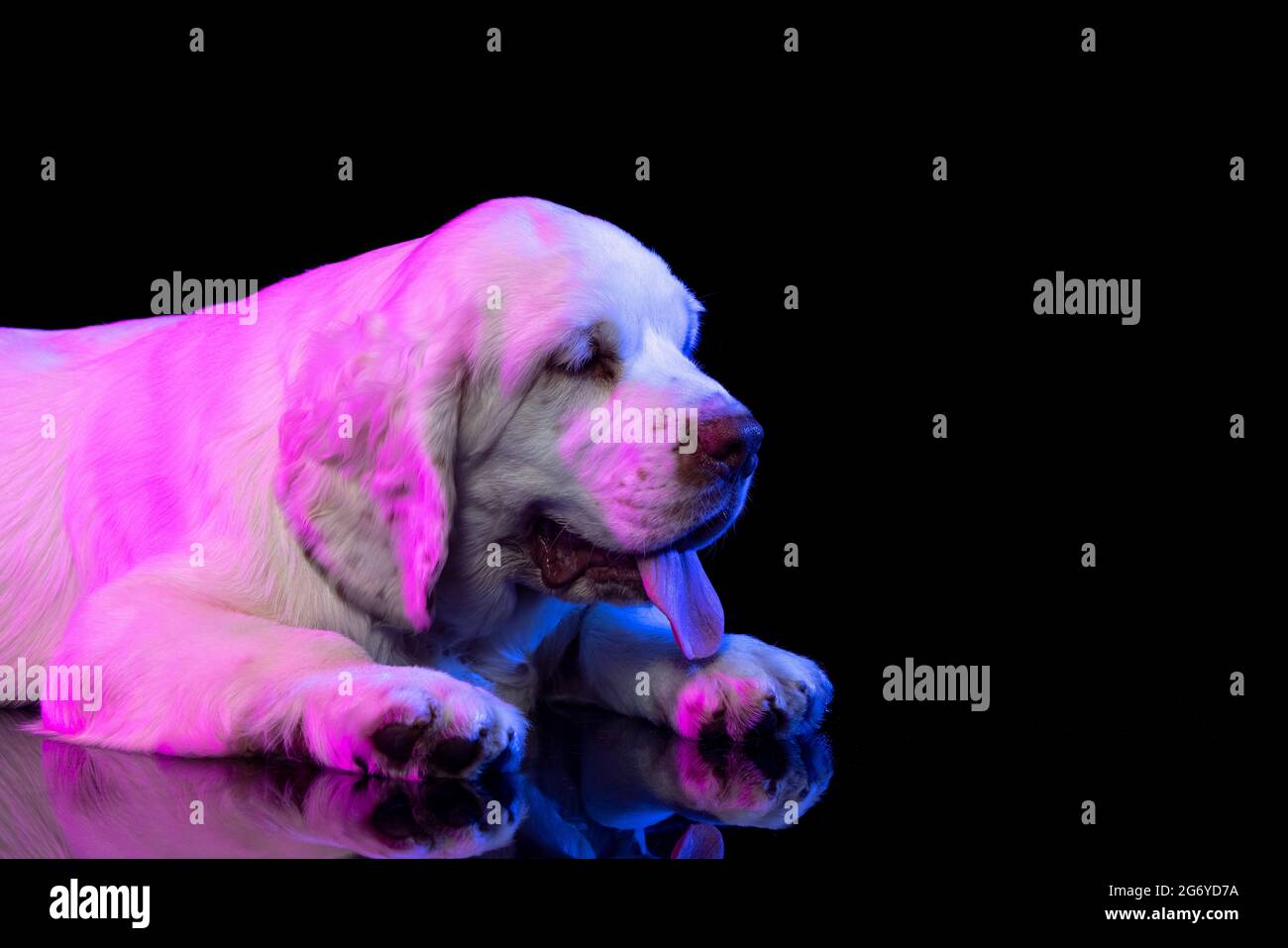 Side view. Portrait of calm big dog white Clumber looking away isolated over dark studio background in neon pink light filter Stock Photo