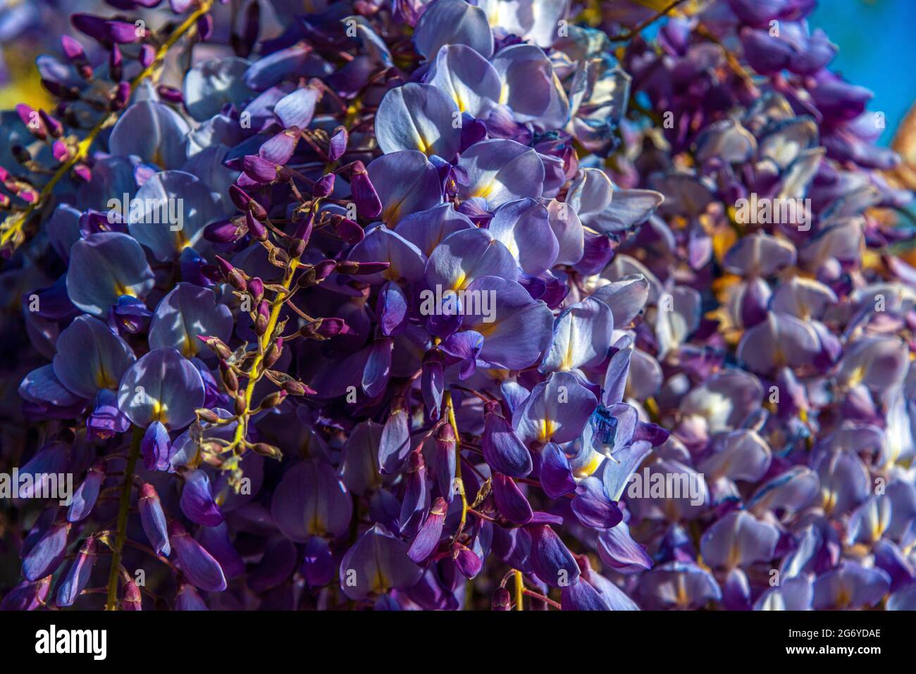 Flowering Wisteria sinensis (Fabaceae, Leguminosae) in April, southern France Stock Photo