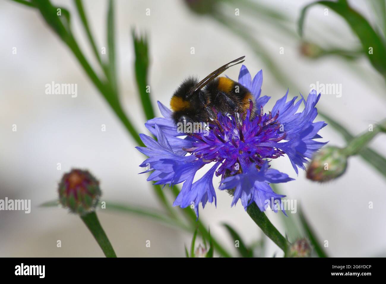 bumble bee collecting nectar Stock Photo