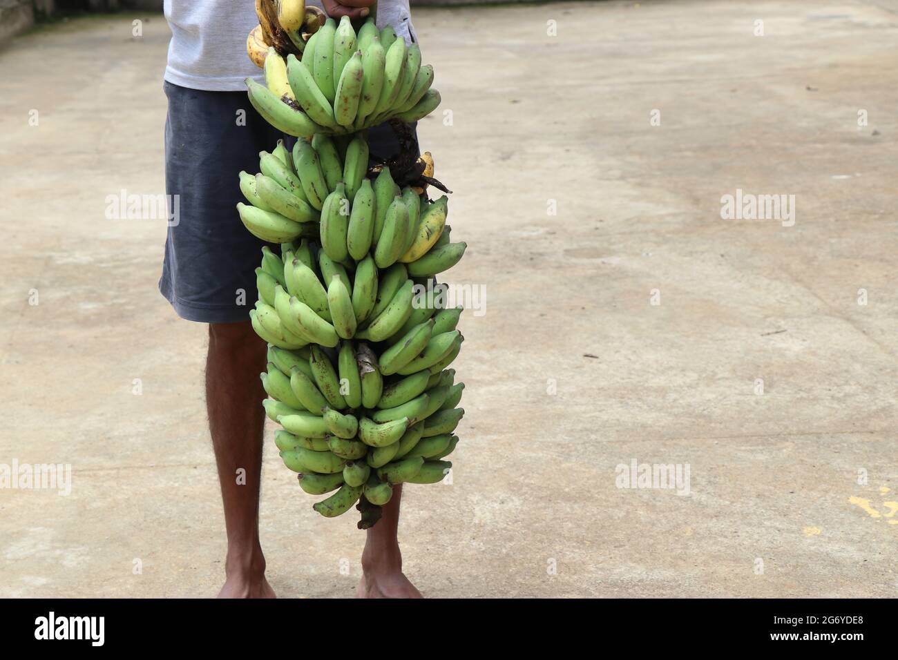 Long banana bunch which contains ripe and unripe or green and yellow bananas lift by hand to measure height of bunch Stock Photo