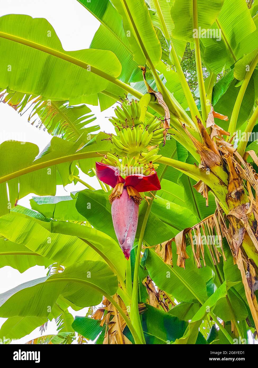 Green yellow bananas are growing with banana blossom flower on Koh Samui island in Thailand. Stock Photo