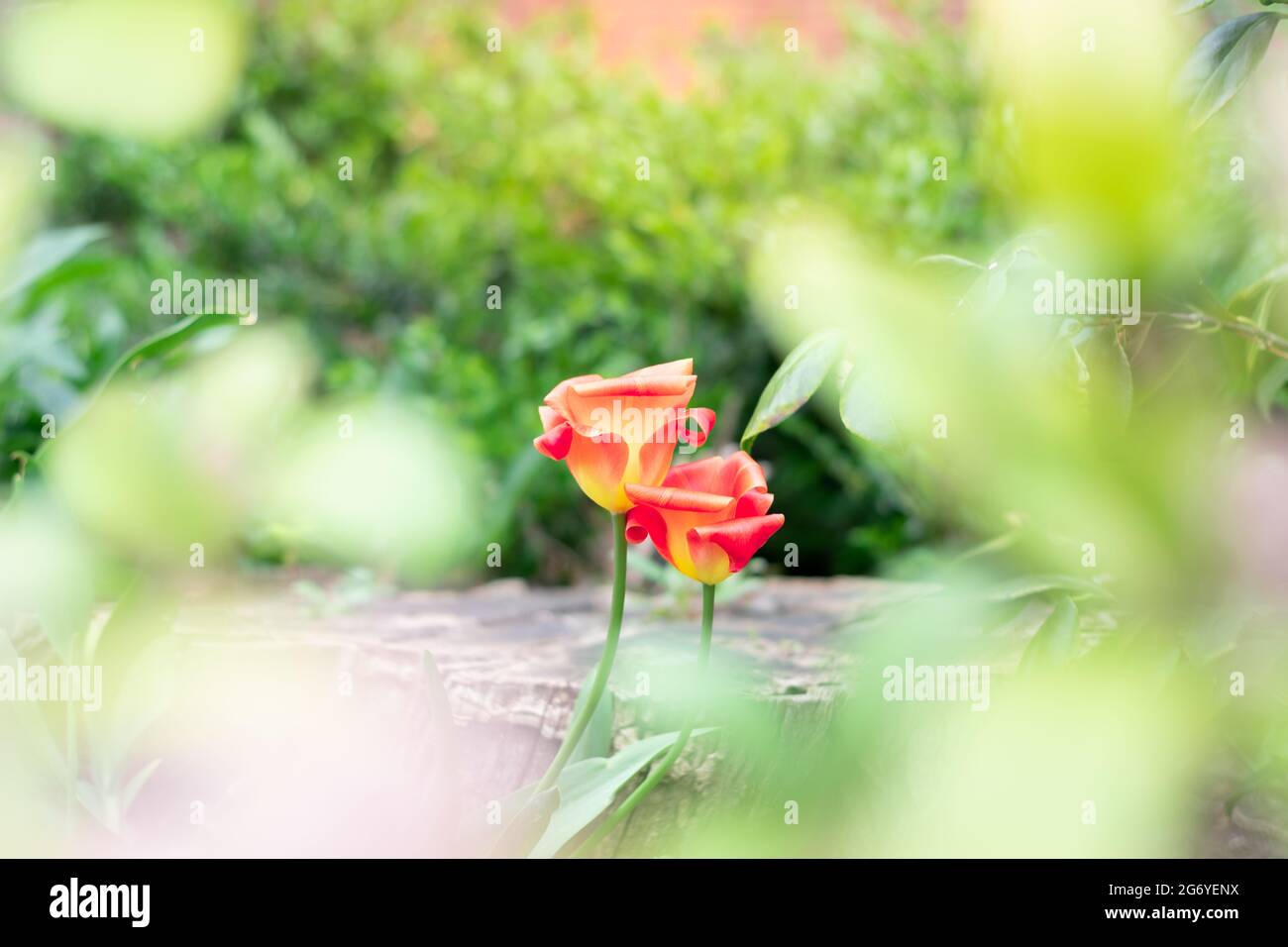 Red tulips on blurred sunny spring background, selective focus, copy space for text. High quality photo Stock Photo