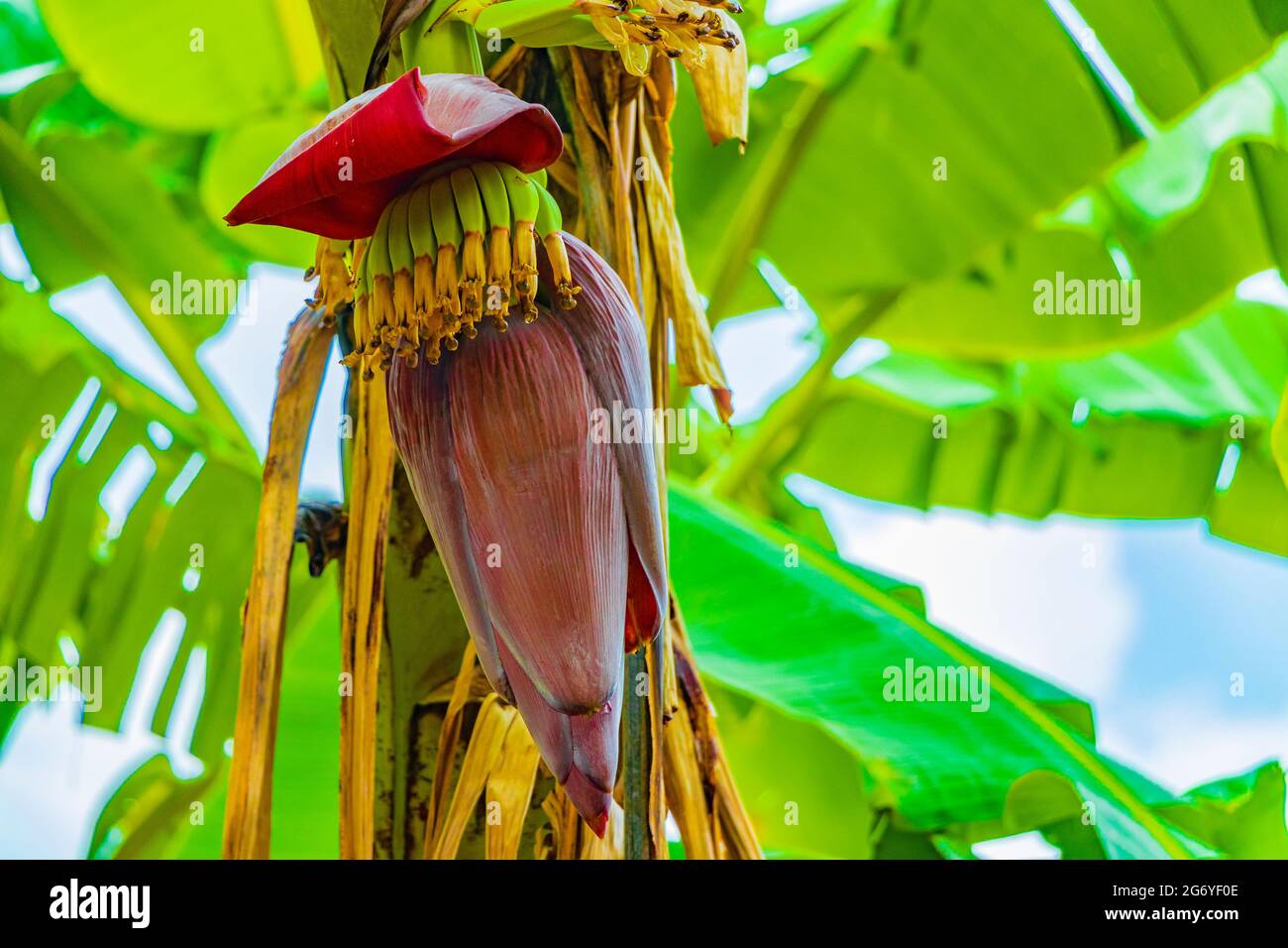 Green yellow bananas are growing with banana blossom flower on Koh Samui island in Thailand. Stock Photo