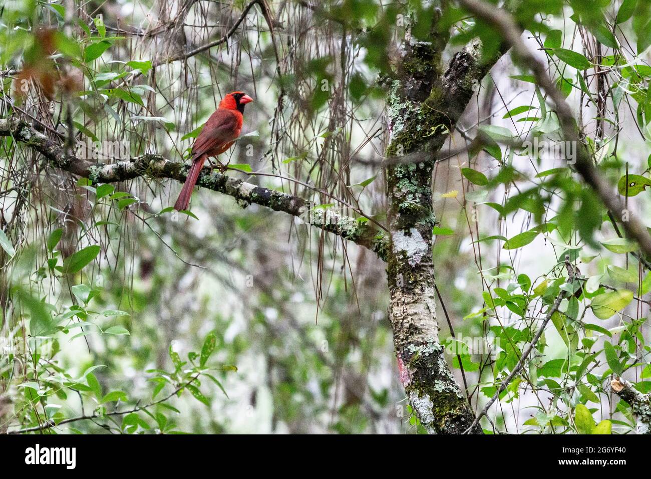 Northern Cardinal (cardinalis cardnialis) in natural wooded area, perched on a tree limb. Lettuce Lake Conservation Park, Hillsborough County, Tamp, F Stock Photo