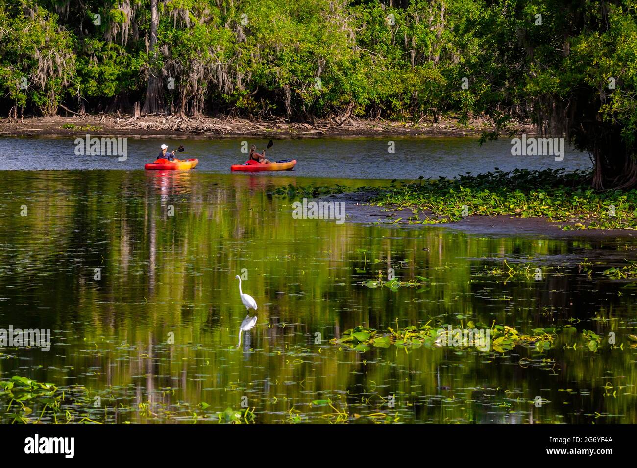 Kayaks on the Hillsborough River, Lettuce Lake, Tampa, Fl. Stock Photo