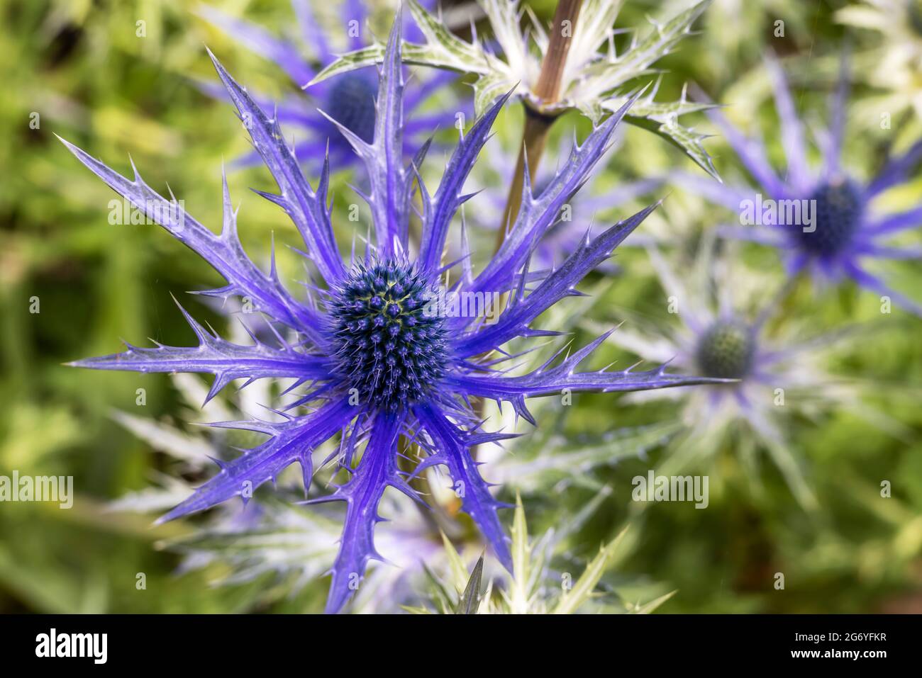 The thistlelike flowers and buds of Eryngium bourgatii Picos Blue
