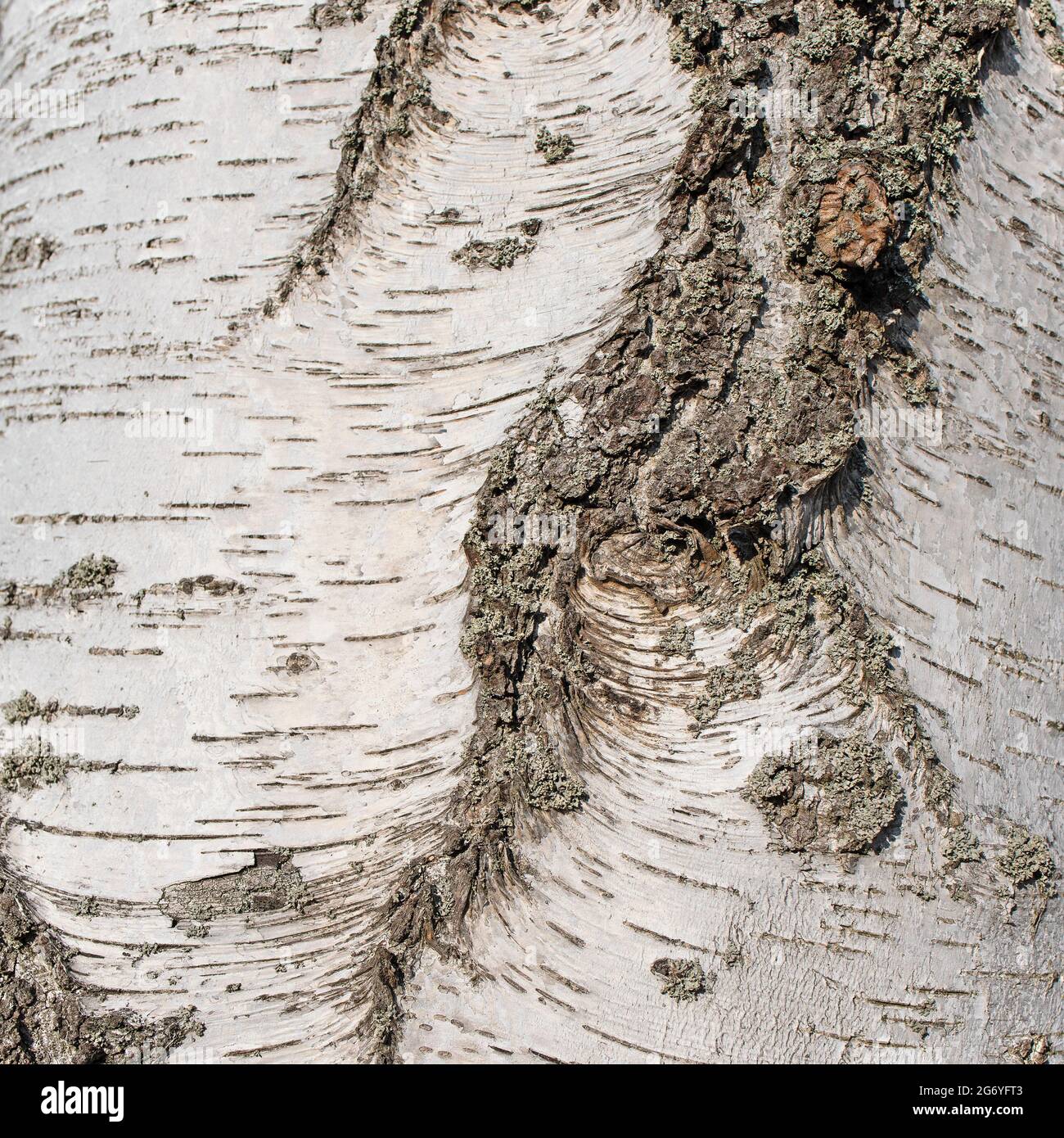 Bark of the birch, betula, in a close-up Stock Photo