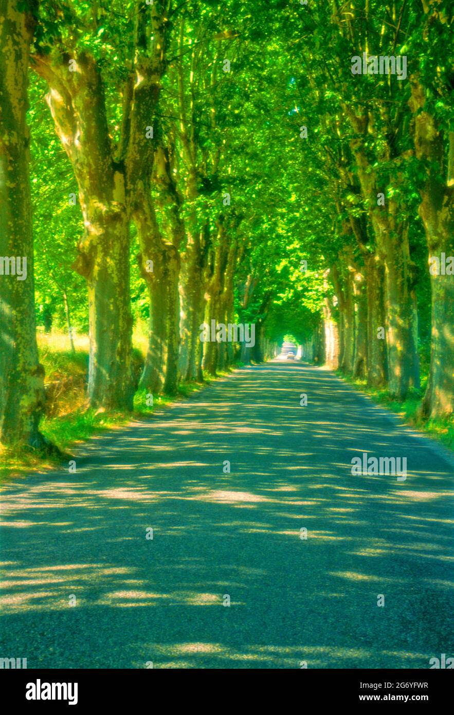 Europe, France, Provence, tree lined, country road, Stock Photo