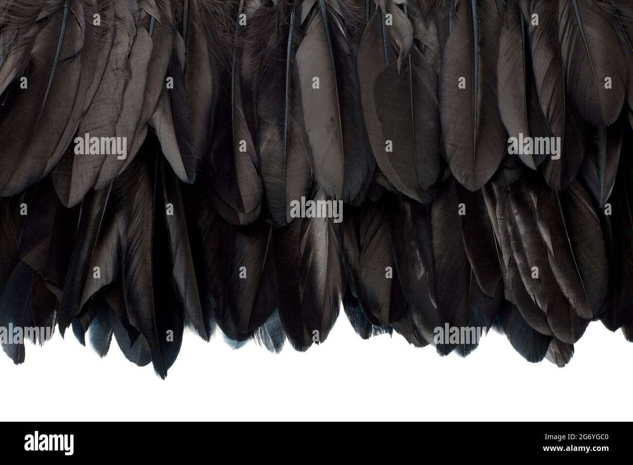 Black feathers hires stock photography and images Alamy