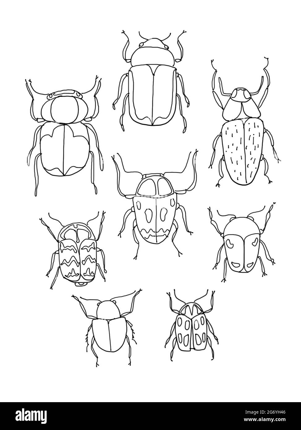 Collection of eight amazing beetles Stock Photo