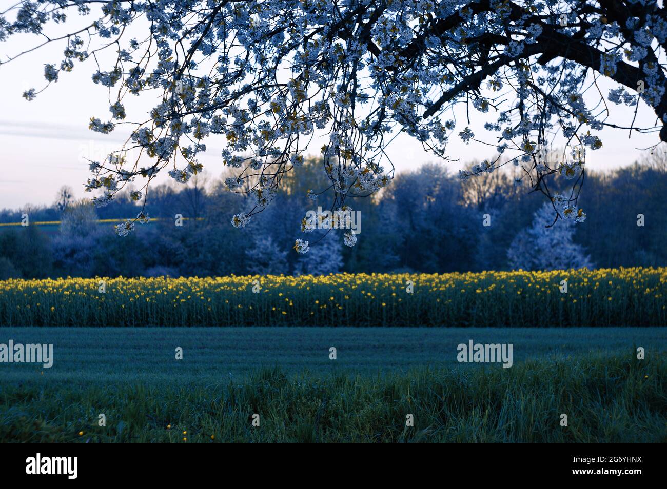 Avenue trees , blooming cherry trees Stock Photo Alamy