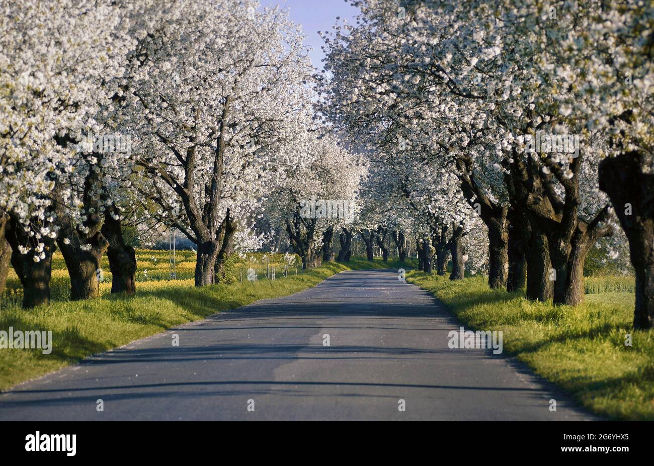 Avenue trees , blooming cherry trees Stock Photo Alamy