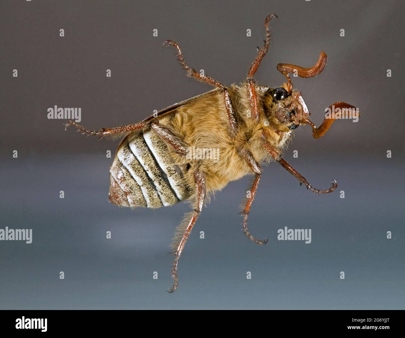 Detail of the underside of a ten-lined June beetle (Polyphylla decemlineata), also known as the watermelon beetle. It is a scarab beetle found through Stock Photo