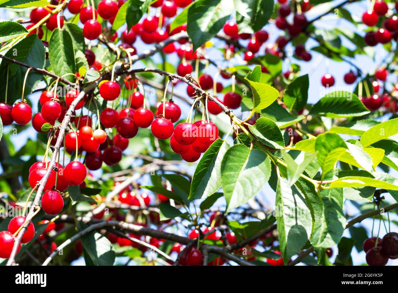 A lot of ripe red sour cherries on tree branch in organic orchard Stock Photo