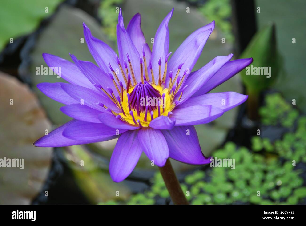 Most Beautiful Blue Water Lily Flower In The Garden Water Lily Flowers Bloom During The Day And Wither After 3 Or 4 Days With A Diameter Of 10 To Stock Photo Alamy
