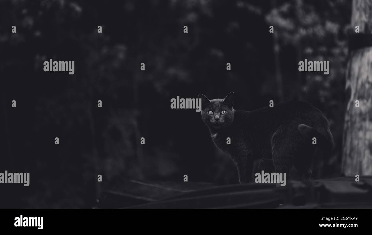 Grayscale shot of a cat looking back in a forest Stock Photo - Alamy