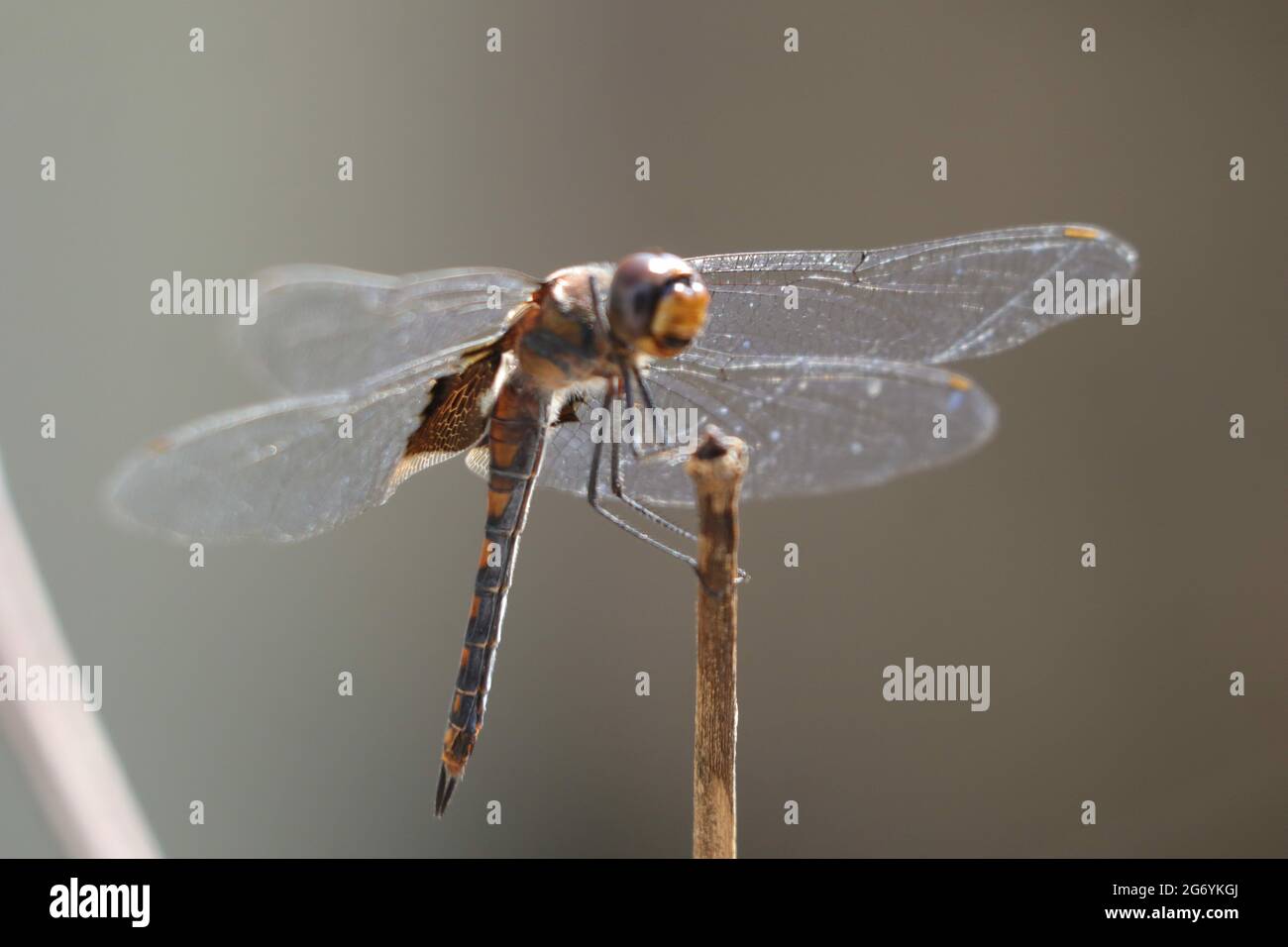 Selective focus shot of a cute dragonfly on a stick Stock Photo - Alamy