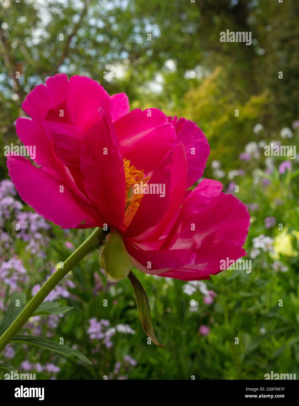 Paeonia 'Scarlet O’Hara, peony 'Scarlet O’Hara’ bloom in close-up Stock Photo