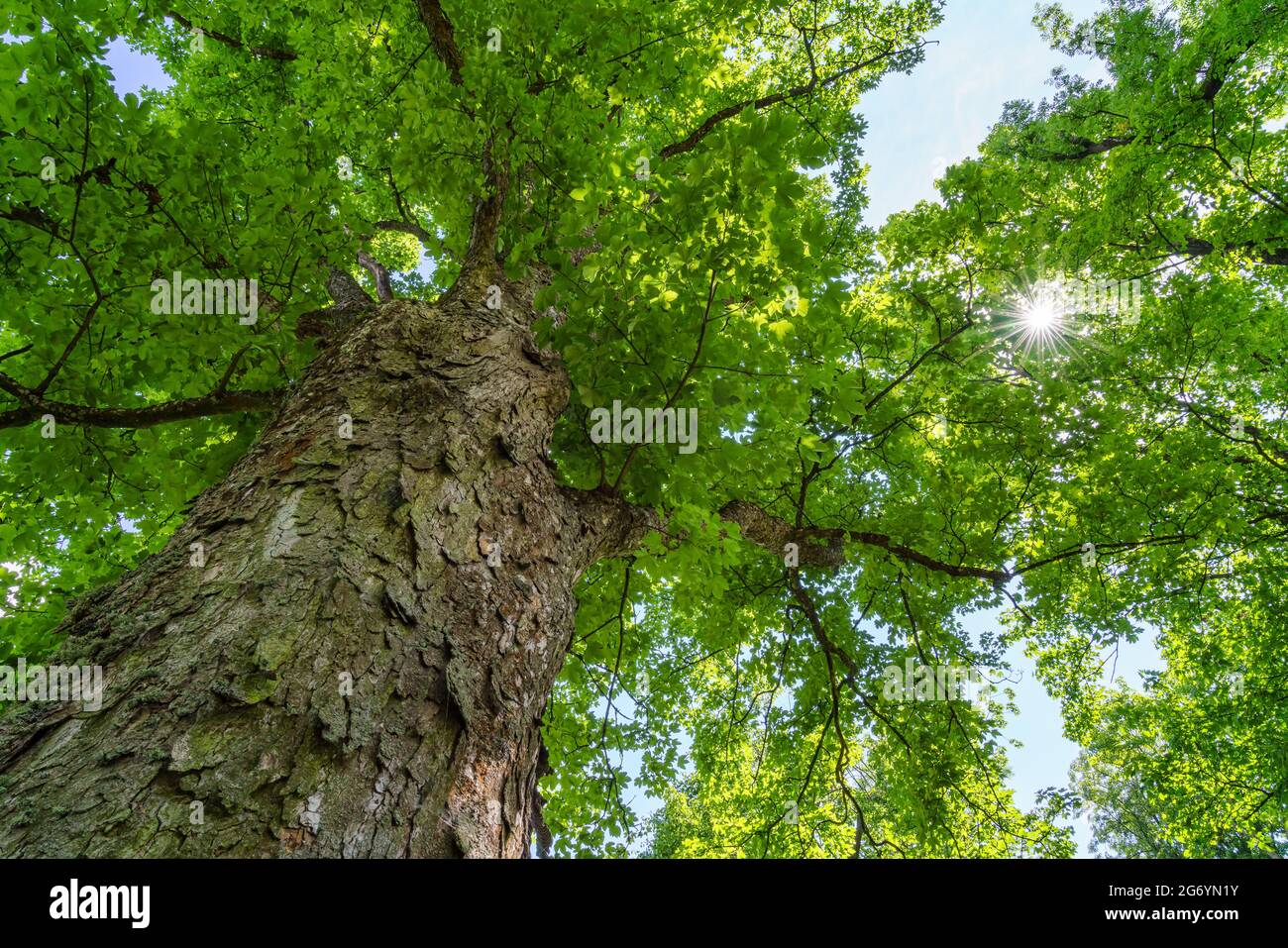 Sycamore maple tree trunk with branches, green summer leafage and the shining rays of the sun. Bottom view. Acer pseudoplatanus. Stock Photo