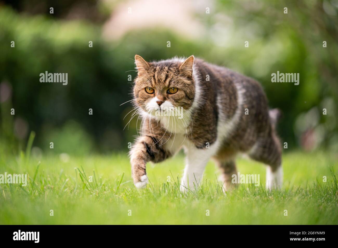 tabby white british shorthair cat walking on green lawn outdoors in the ...