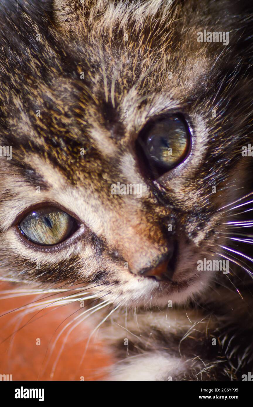 Very close up portrait of a one month old gray striped kitten with blue eyes Stock Photo