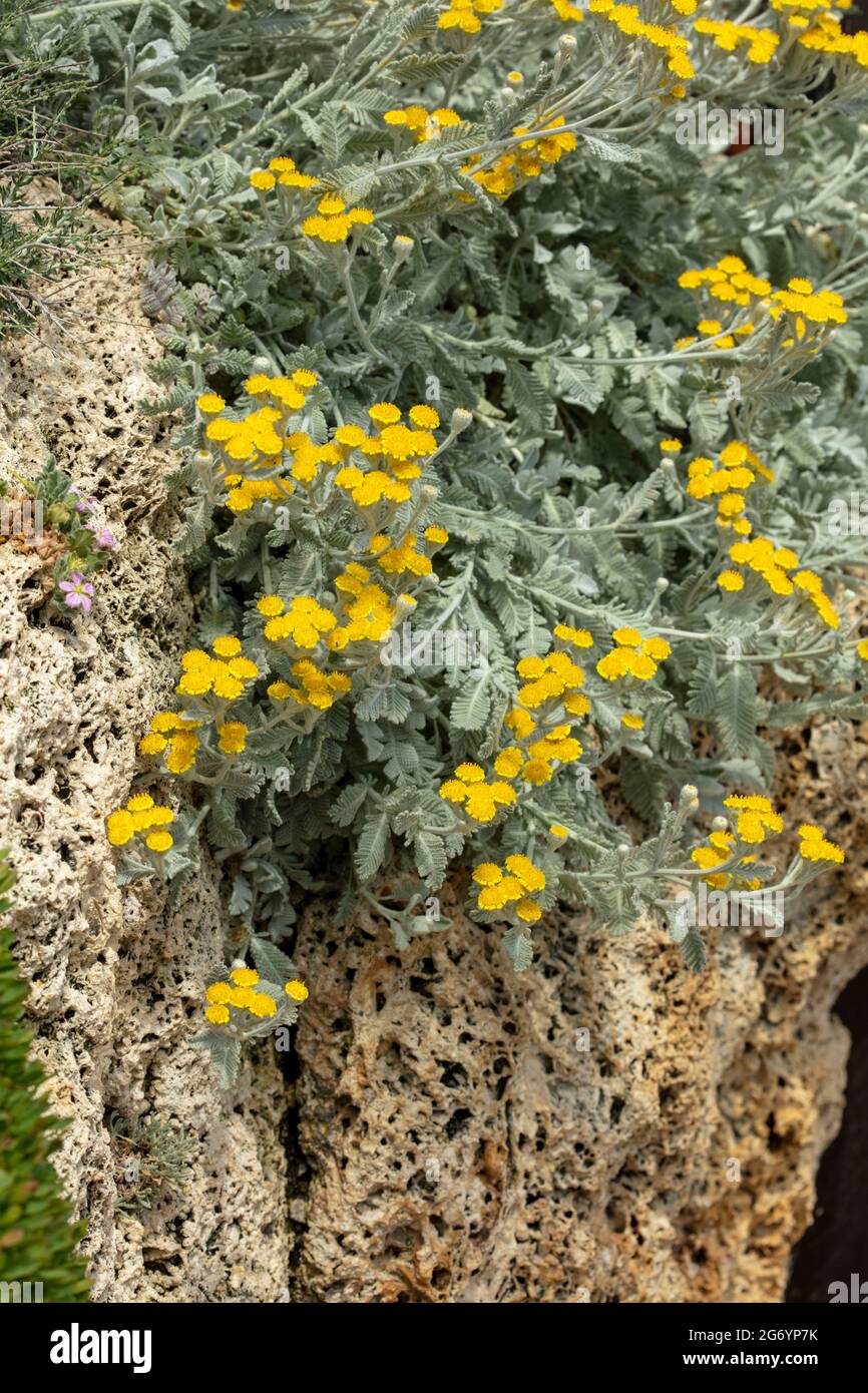 Tenacious Tanacetum haradjanii, family Asteraceae, Silver lace tansy, Silverlace tansy, Chrysanthemum haradjanii, flowering Stock Photo