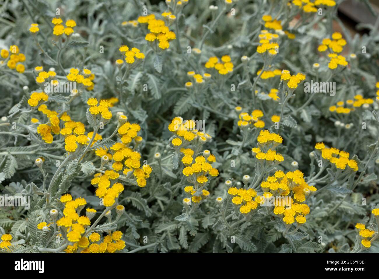 Tenacious Tanacetum haradjanii, family Asteraceae, Silver lace tansy, Silverlace tansy, Chrysanthemum haradjanii, flowering Stock Photo