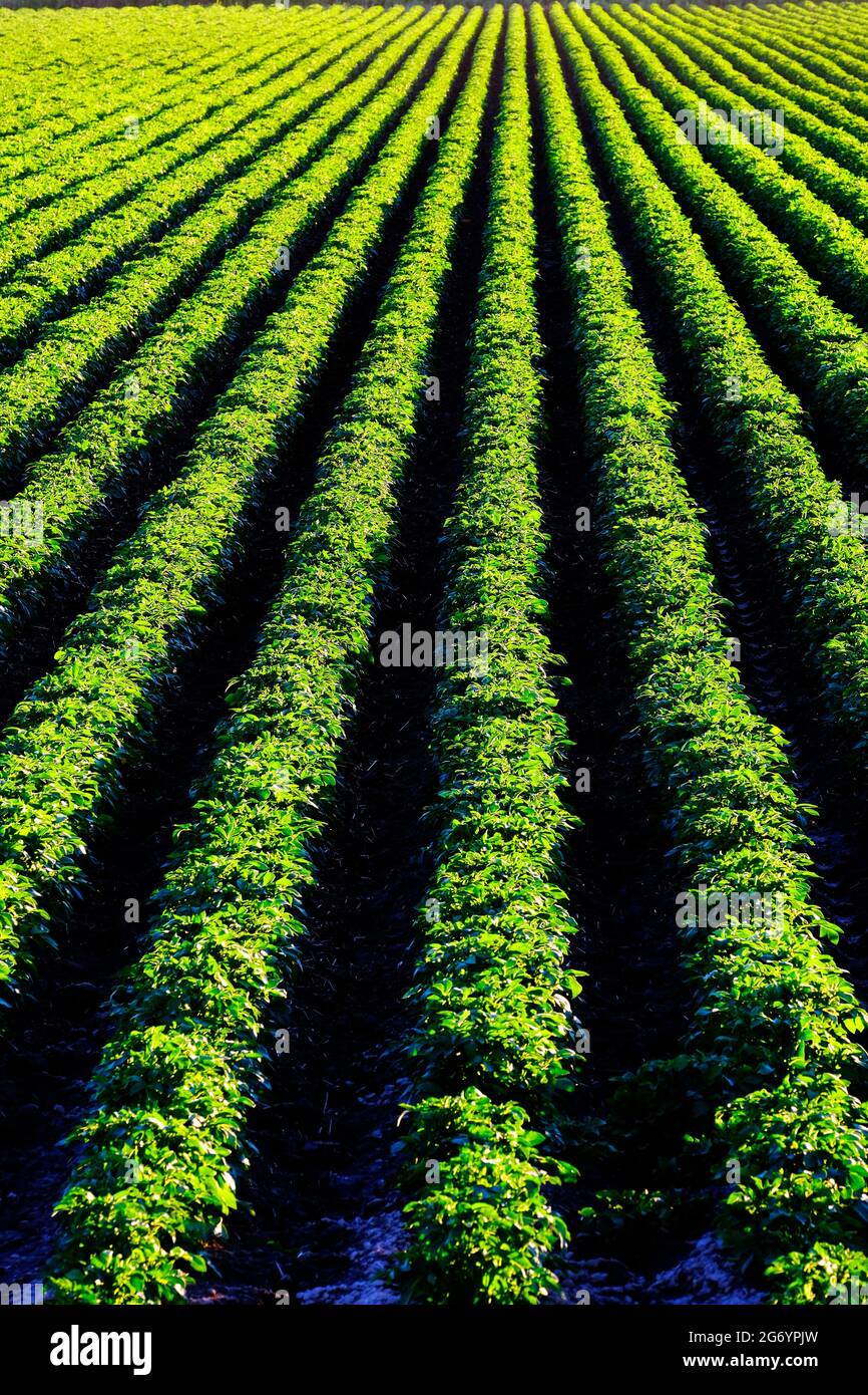 Farm field of lush green crops growing in lines rows Stock Photo - Alamy