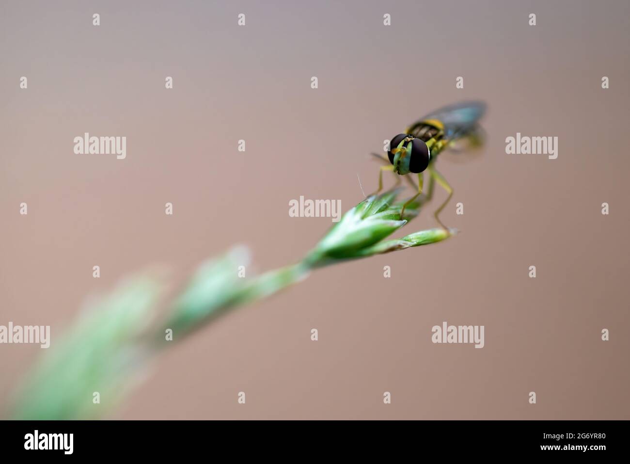 Macro shot of Hoverfly, also known as flower fly or syrphid fly (Syrphidae family) perched on strand of green grass. Isolated on beige background. Stock Photo