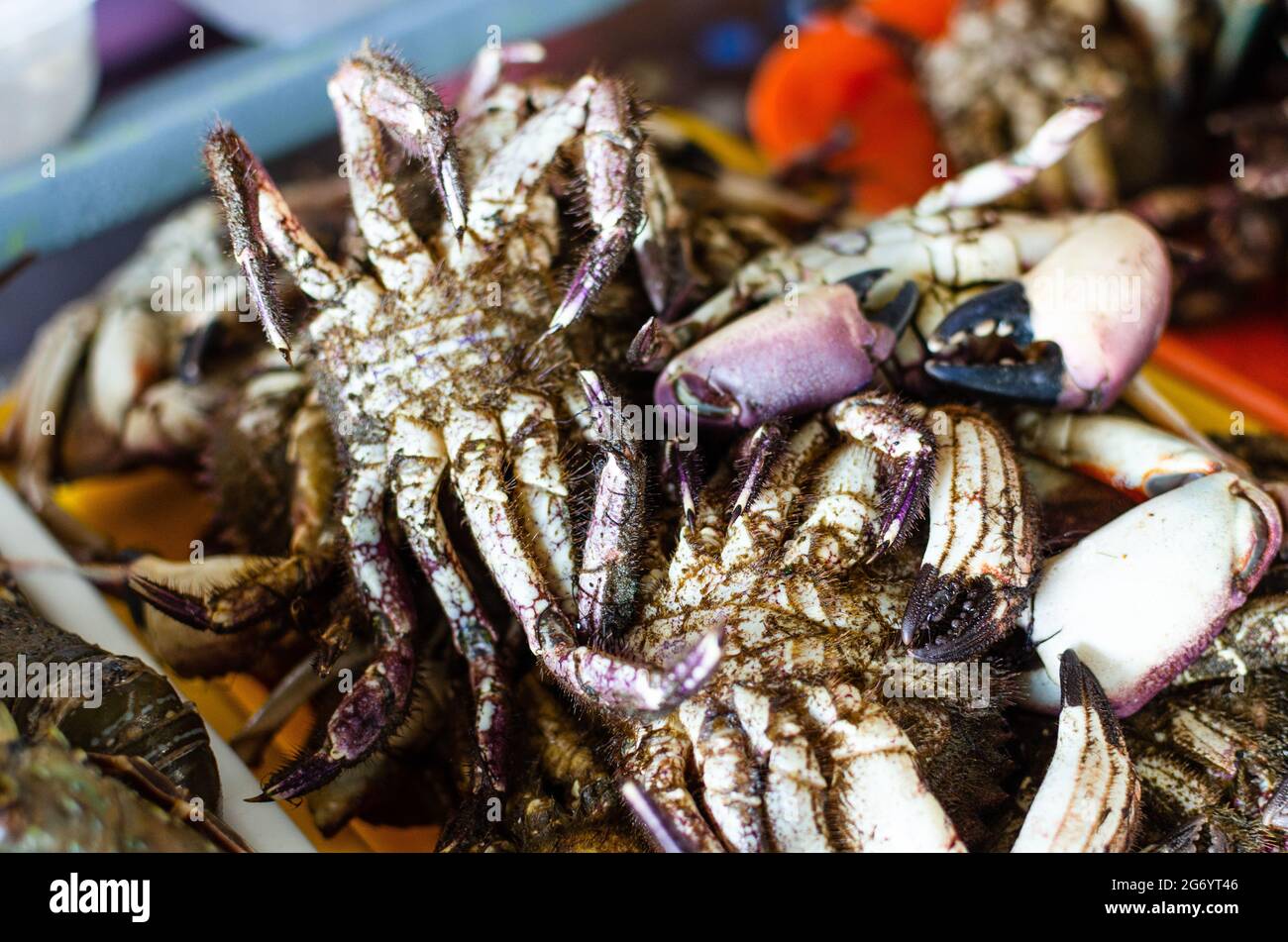 Large group of alive sea crabs bundled for sale at supermarket. Stock Photo